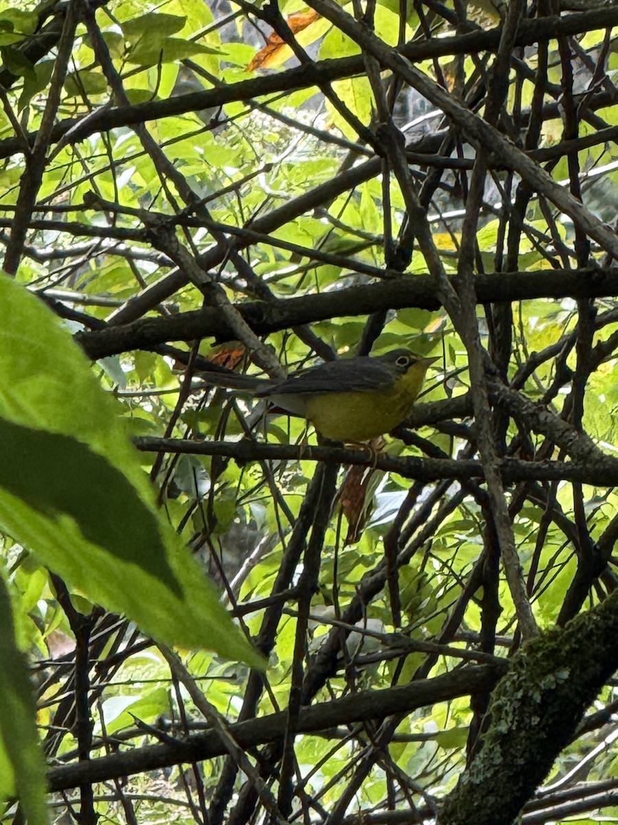 Canada Warbler - ML643605477