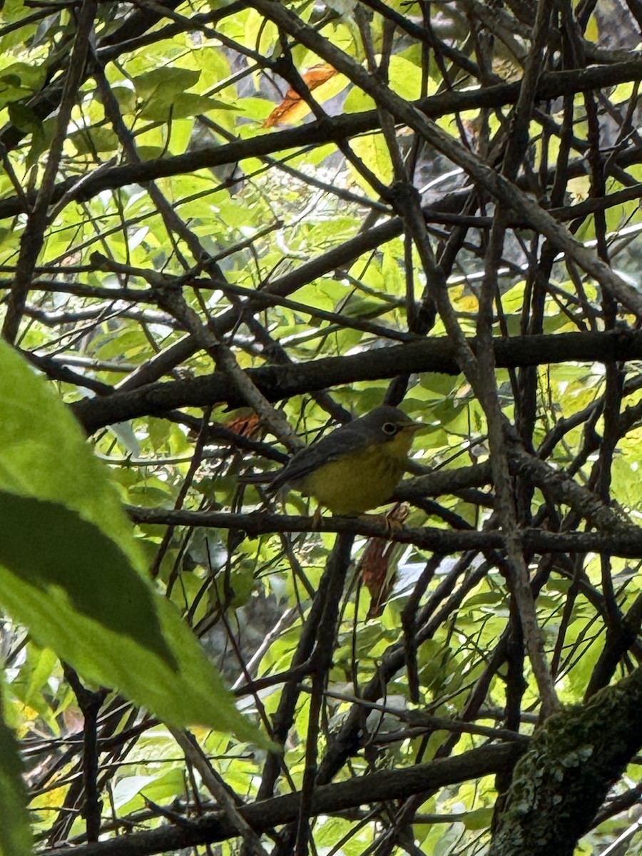 Canada Warbler - ML643605478