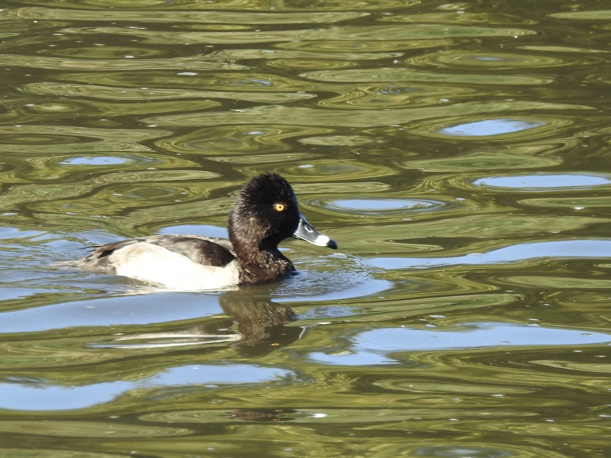 Ring-necked Duck - ML643605524