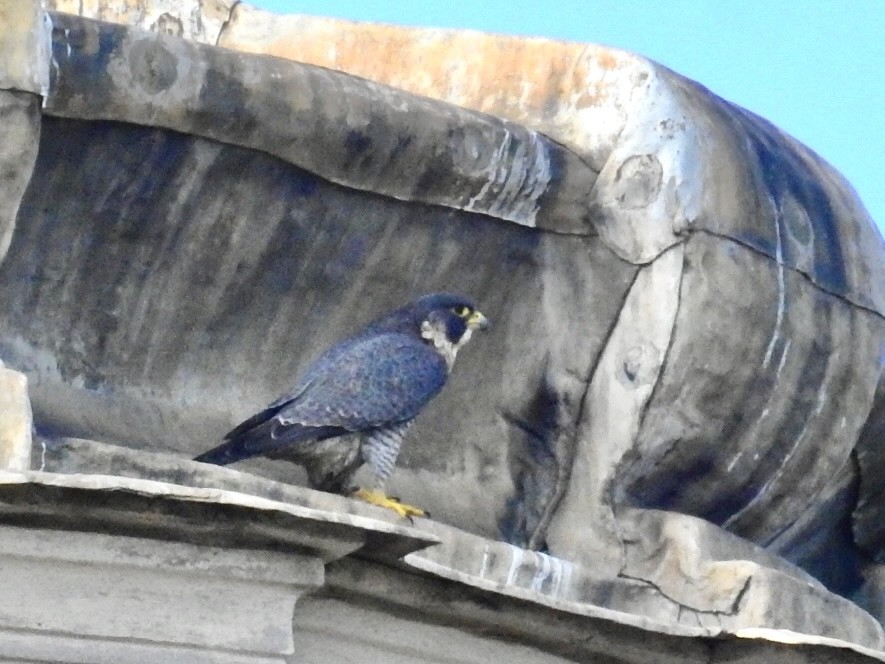 遊隼 - ML643605536