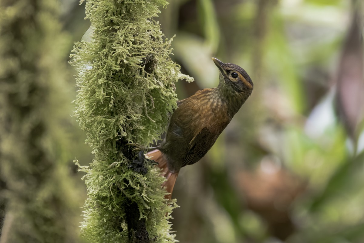 Scaly-throated Foliage-gleaner - ML643605538
