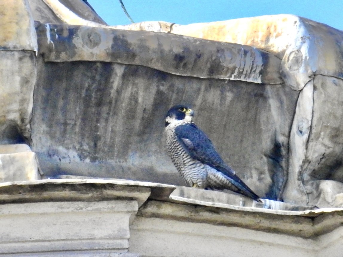 遊隼 - ML643605574