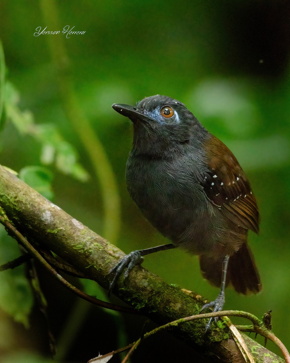 Chestnut-backed Antbird - ML643605576