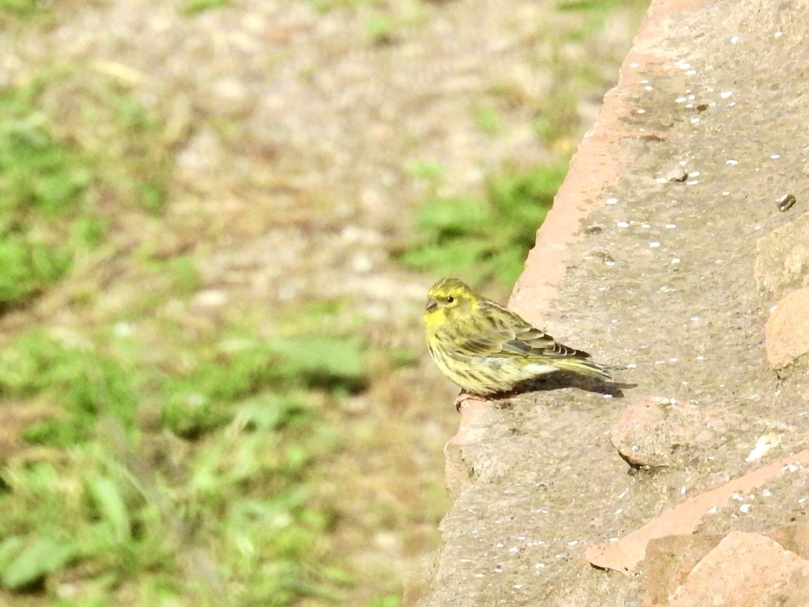European Serin - ML643605617