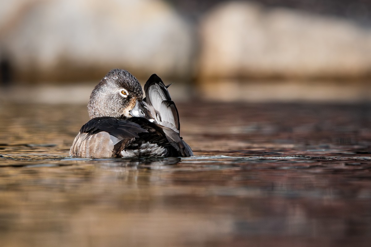 Ring-necked Duck - ML643605619
