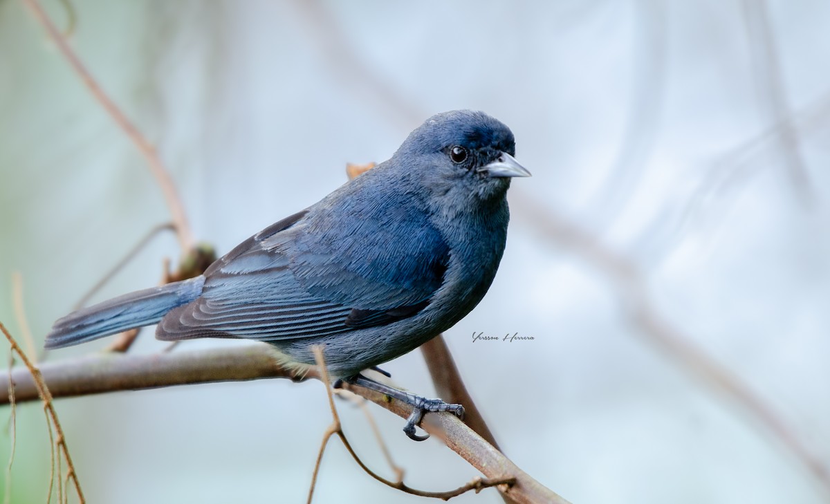 Chestnut-vented Conebill - ML643605622