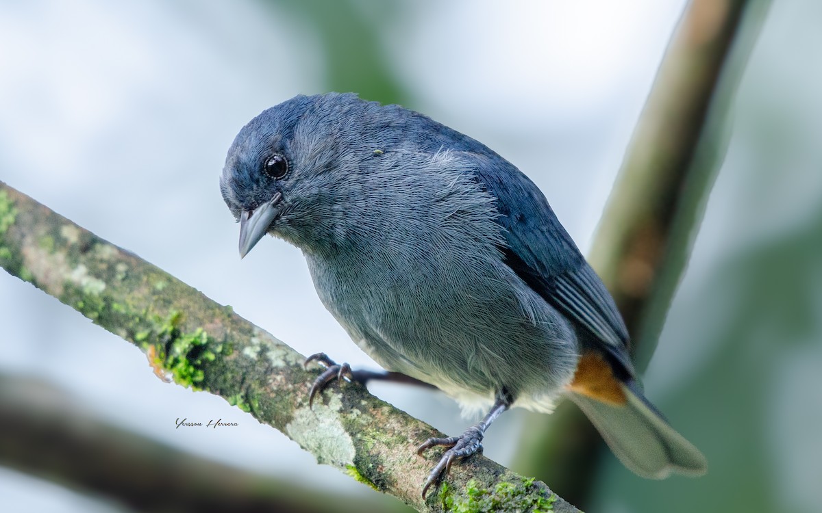 Chestnut-vented Conebill - ML643605623
