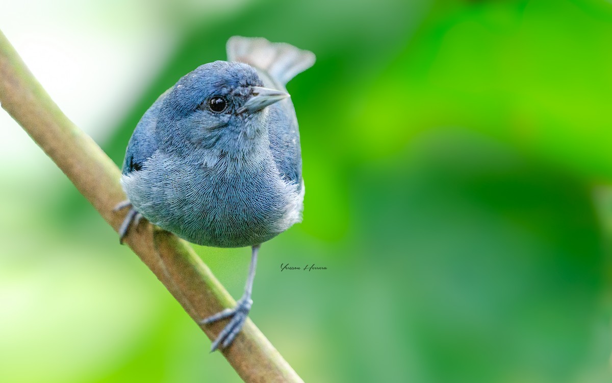 Chestnut-vented Conebill - ML643605624