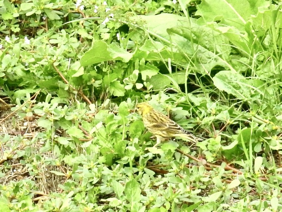 European Serin - ML643605626