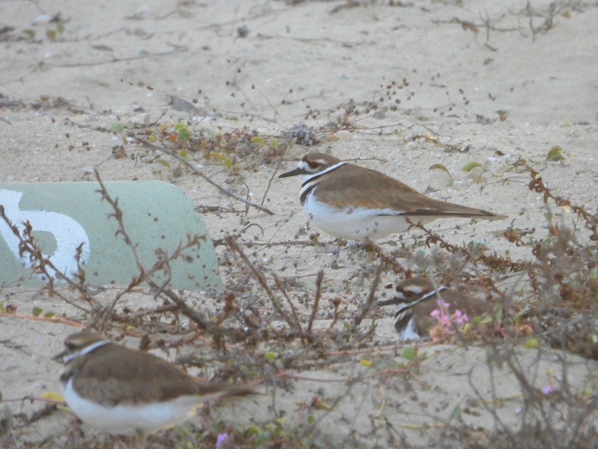 Killdeer - ML643605630