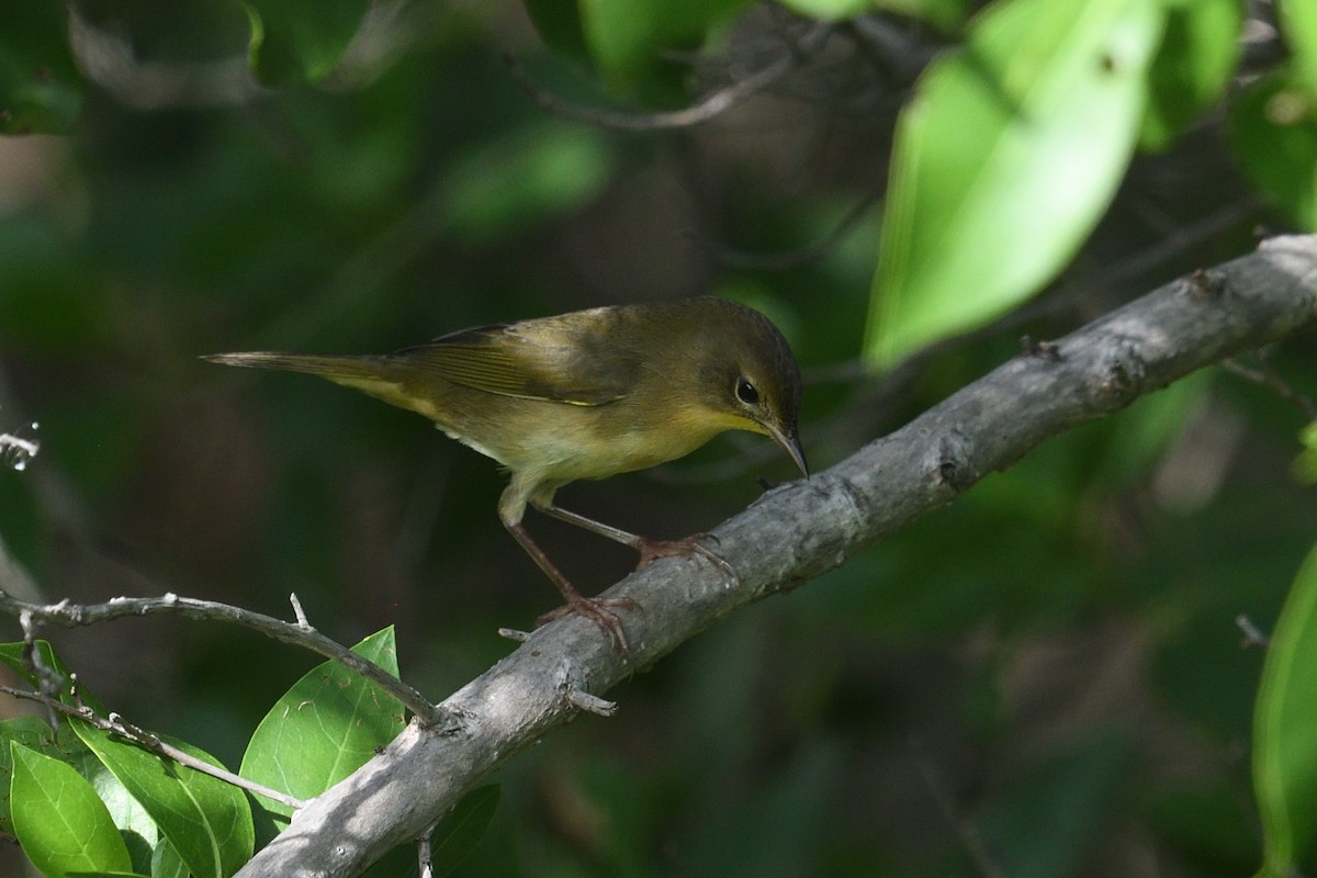 Common Yellowthroat - ML643605631