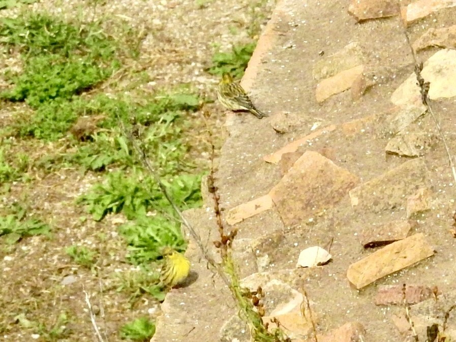 European Serin - ML643605635