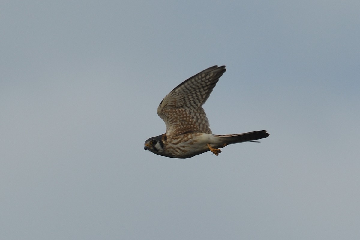 American Kestrel - ML643605637