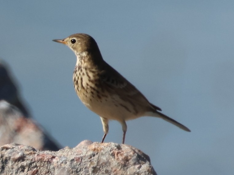American Pipit - ML643605646