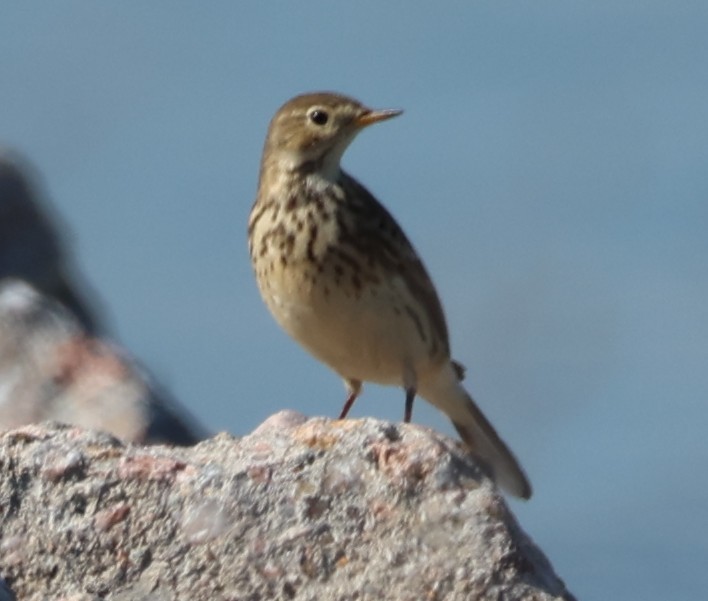 American Pipit - ML643605647