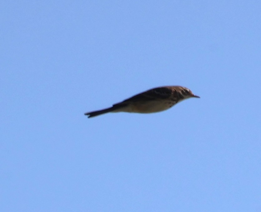 American Pipit - ML643605648
