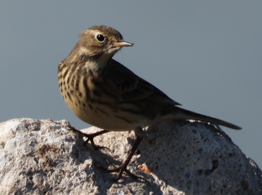 American Pipit - ML643605649