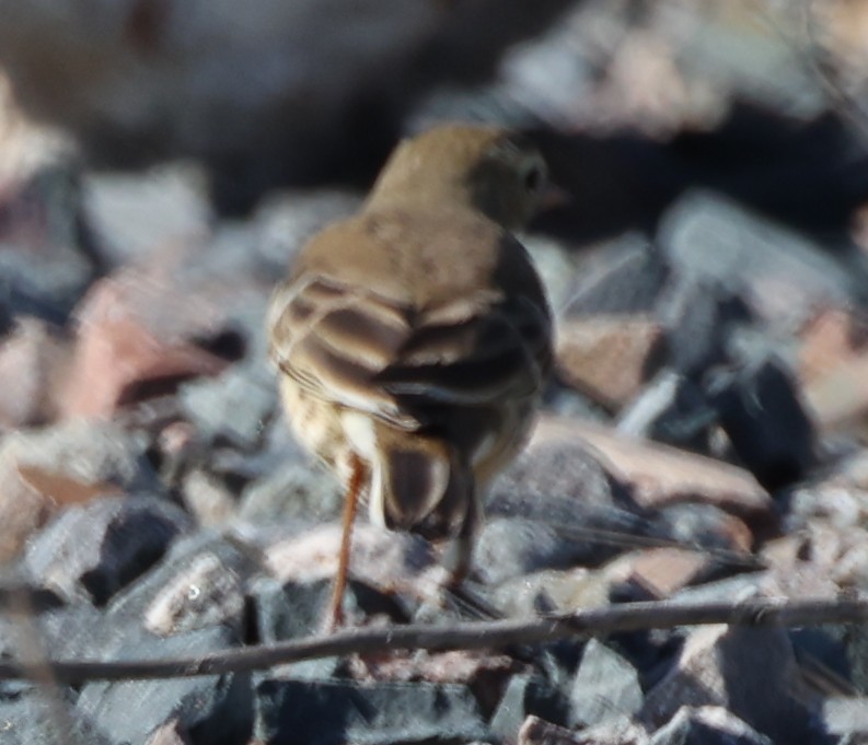 American Pipit - ML643605650