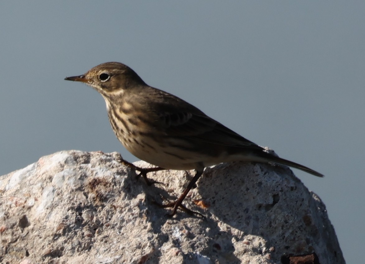 American Pipit - ML643605651