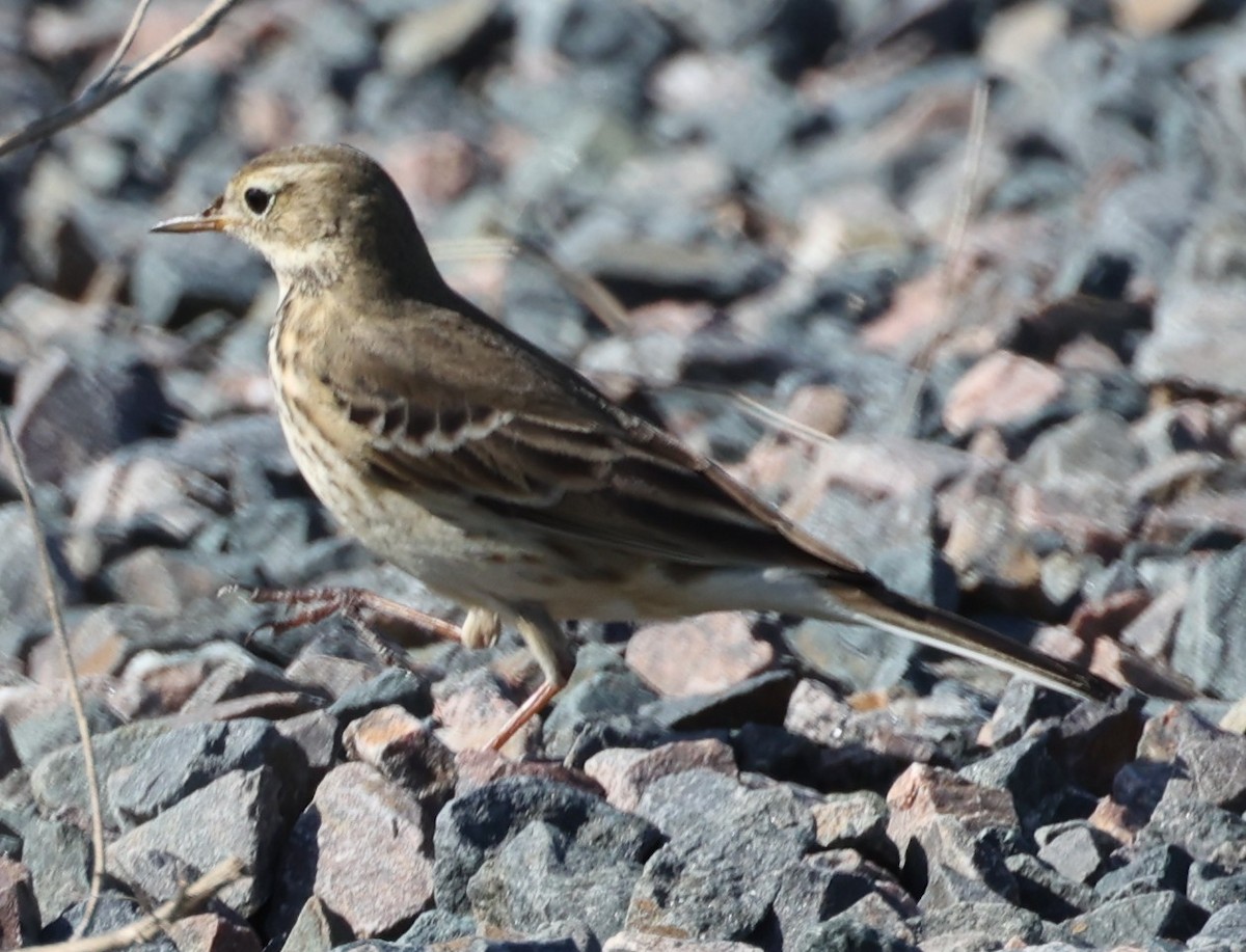American Pipit - ML643605652