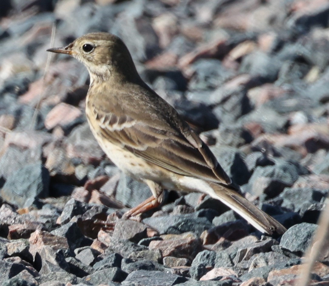 American Pipit - ML643605653