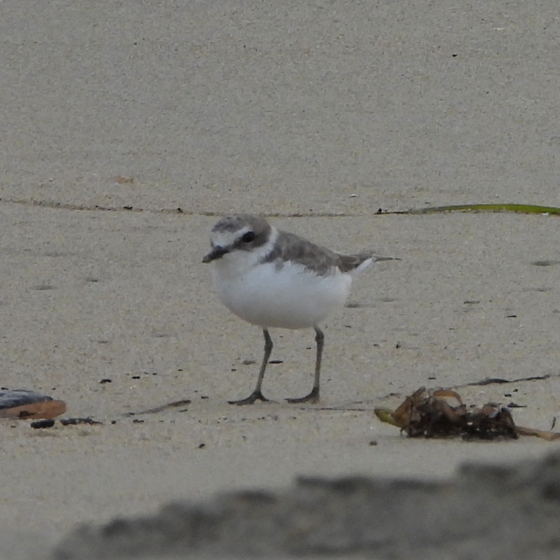 Snowy Plover - ML643605657