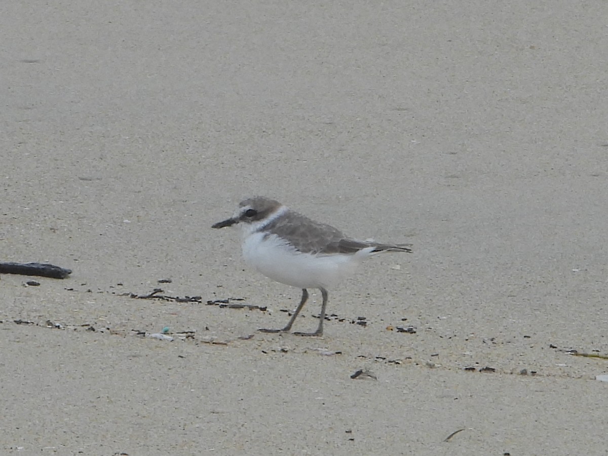 Snowy Plover - ML643605658