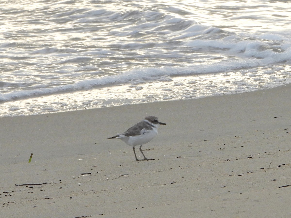 Snowy Plover - ML643605659