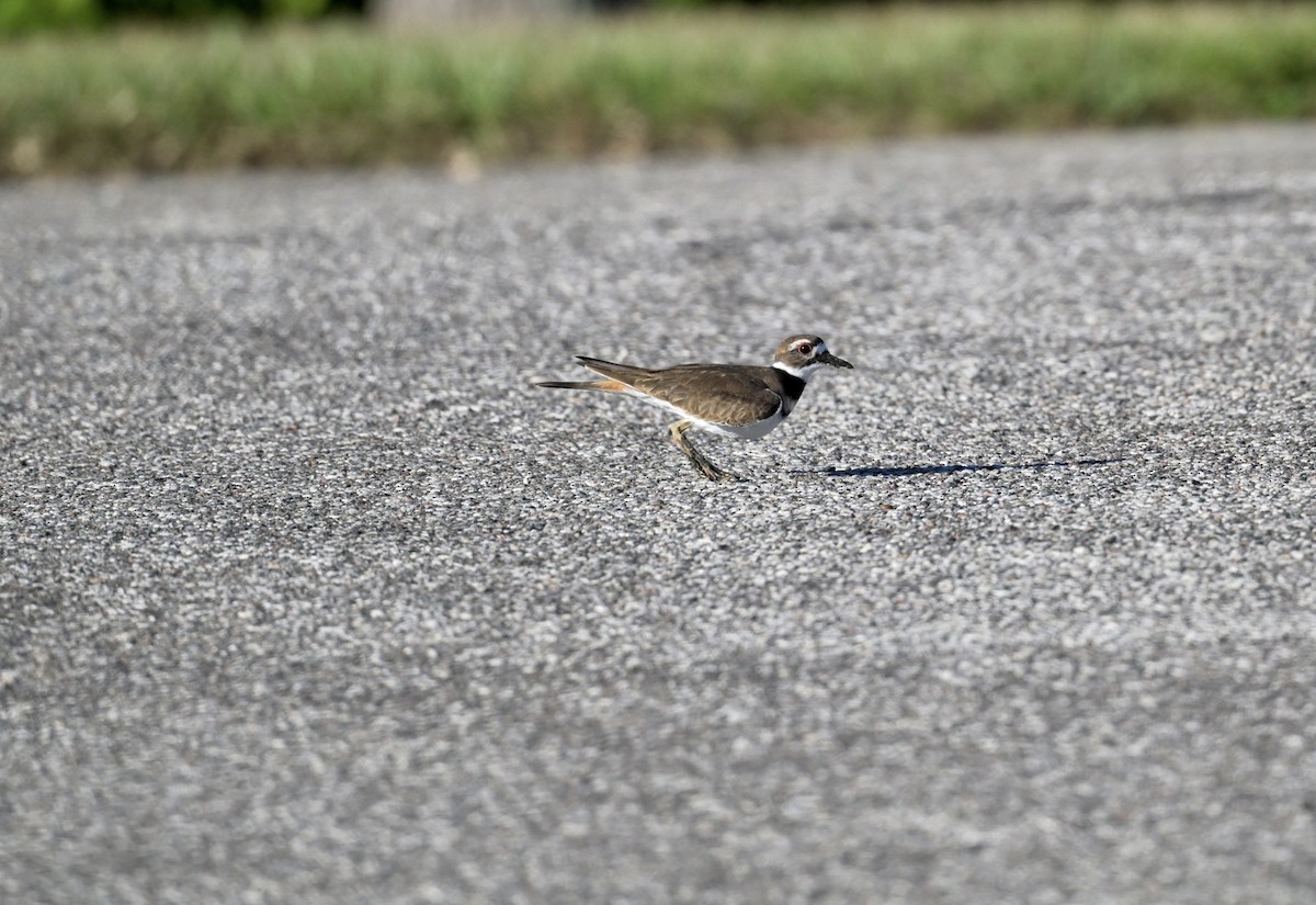 Killdeer - ML643605660