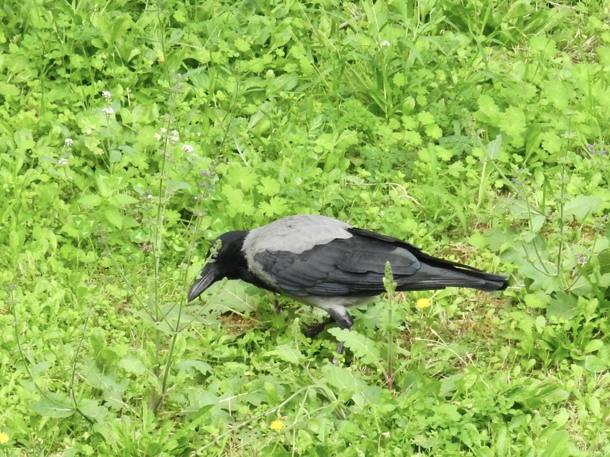 Hooded Crow (Hooded) - ML643605662