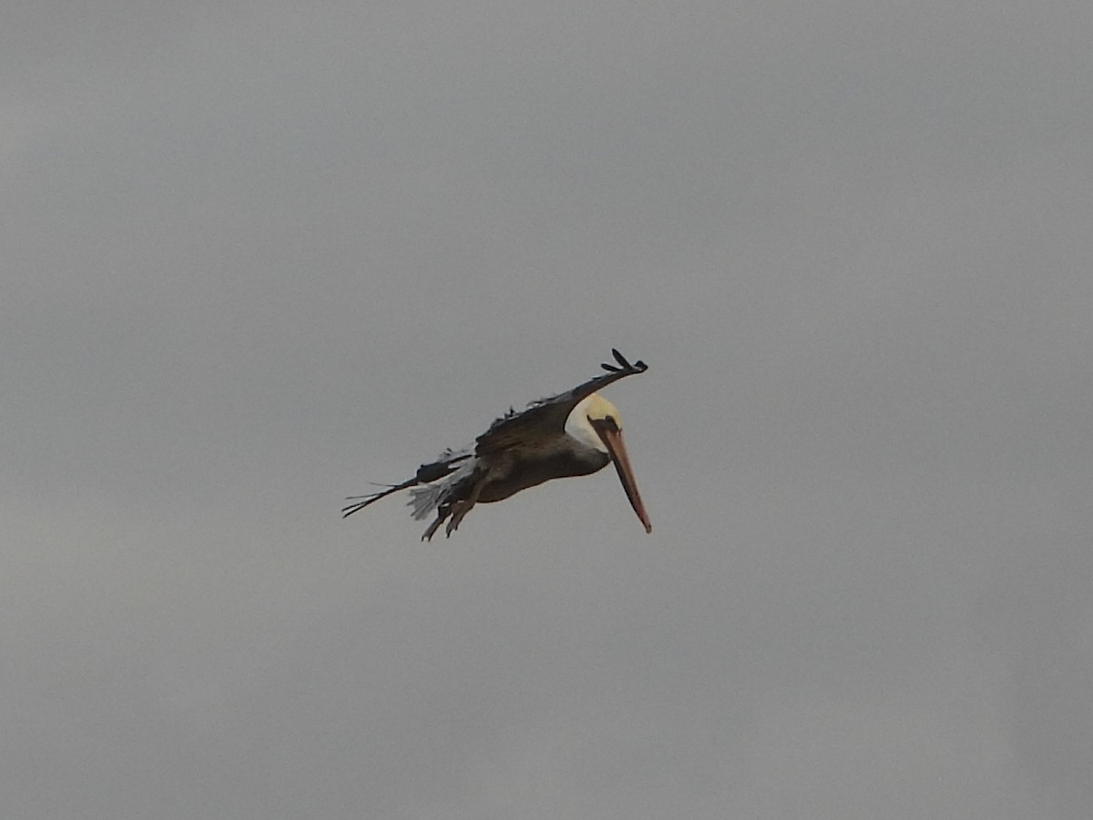 Brown Pelican - ML643605682