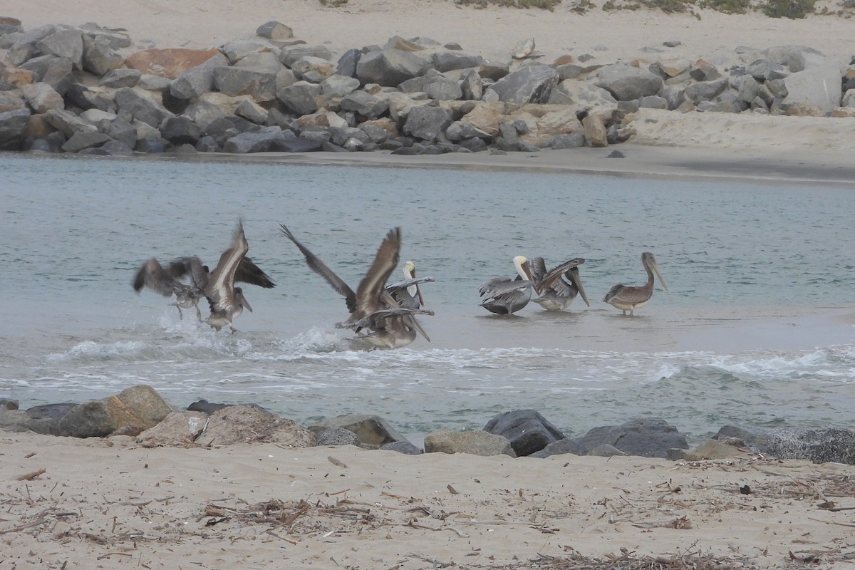 Brown Pelican - ML643605683