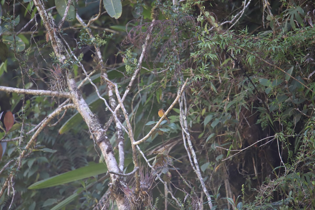 Cinnamon Flycatcher - ML643605793