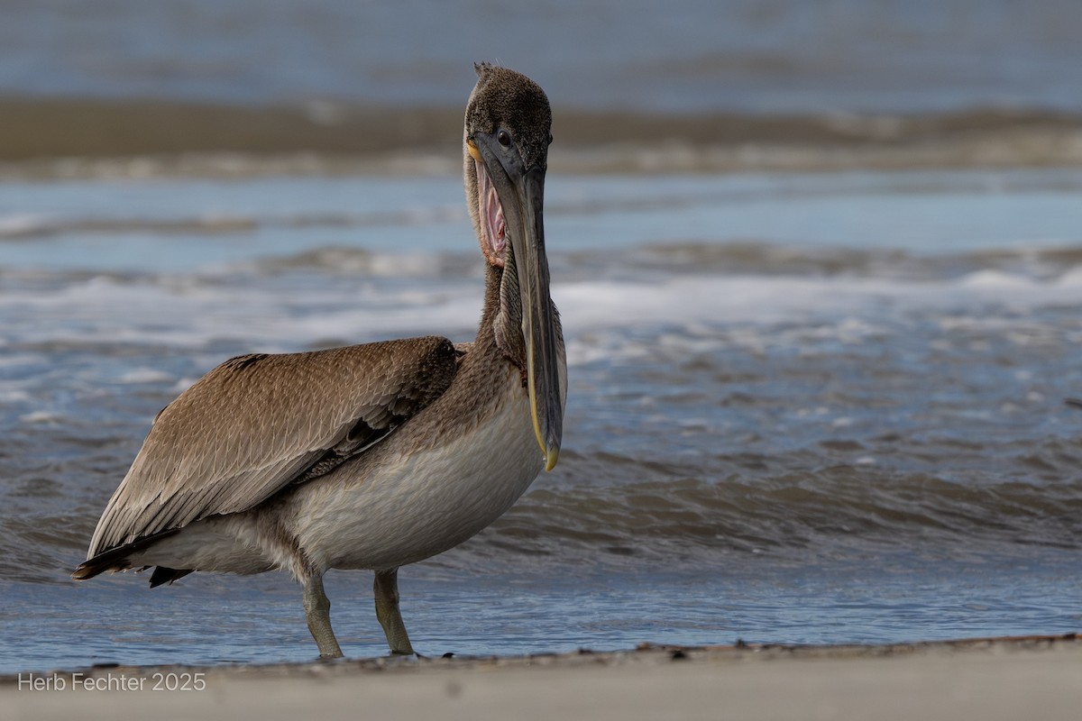 Brown Pelican - ML643605795