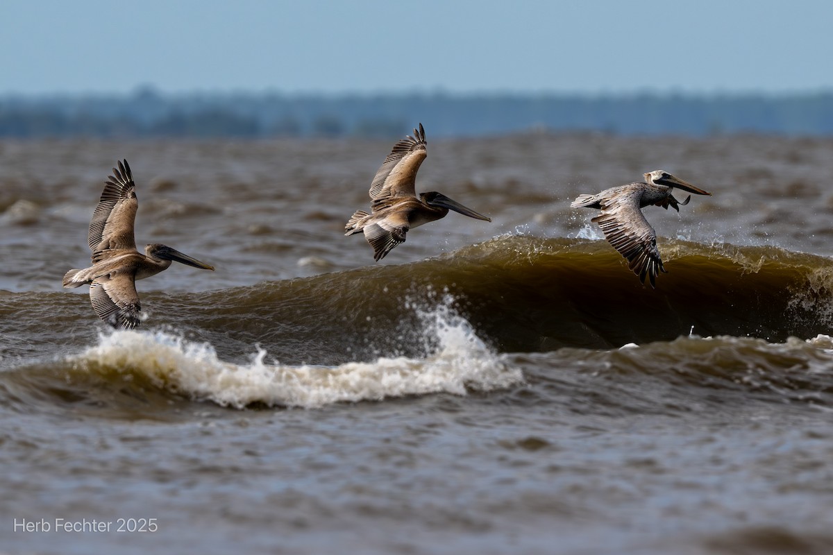 Brown Pelican - ML643605796