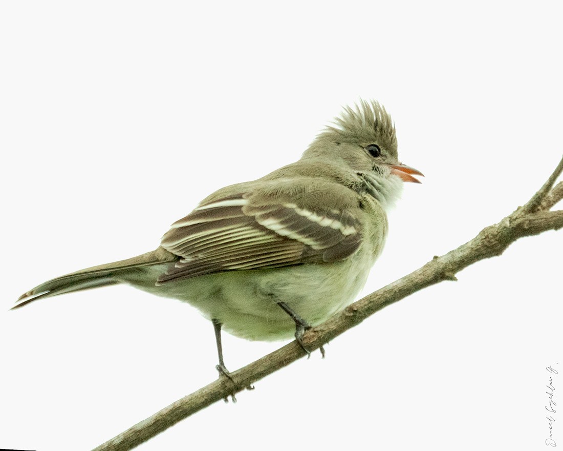 Yellow-bellied Elaenia - ML643605798