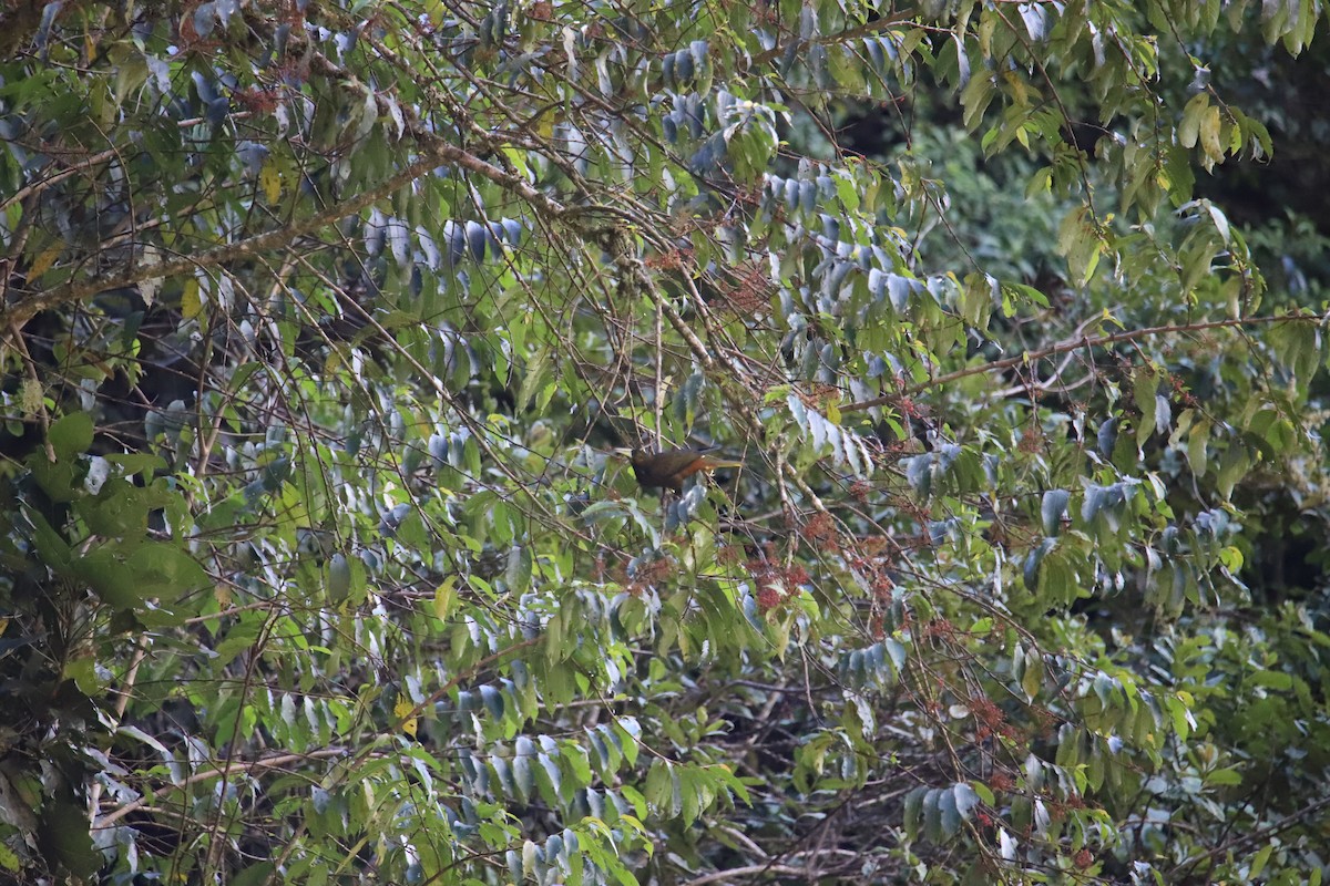 Grünschnabel-Stirnvogel - ML643605806
