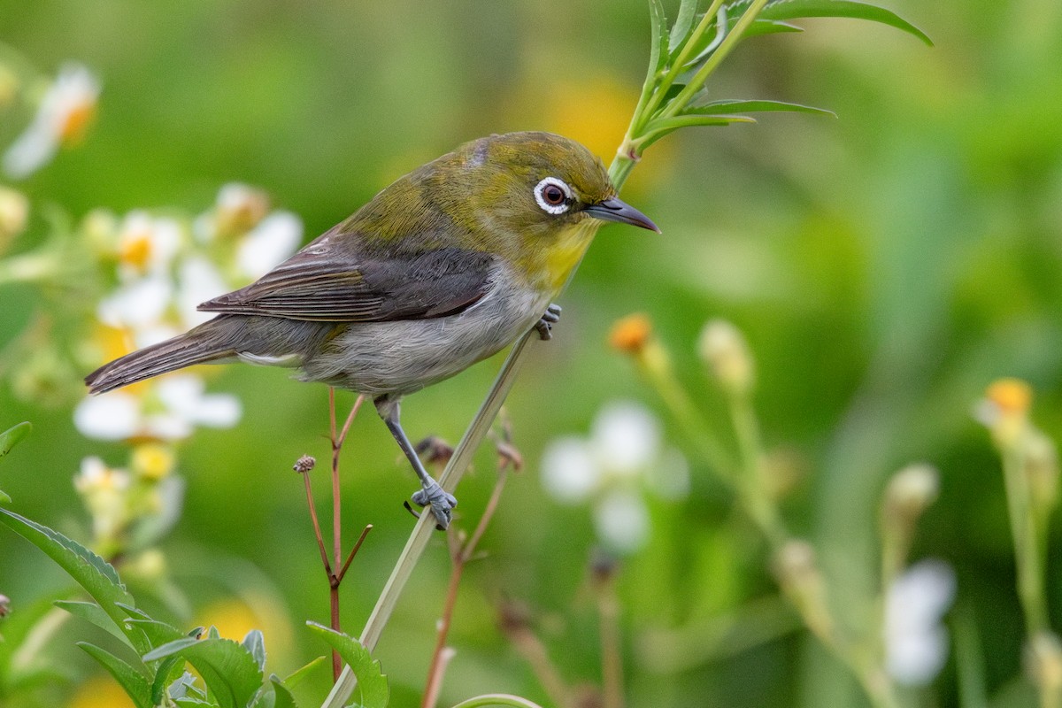 Warbling White-eye - ML643605809