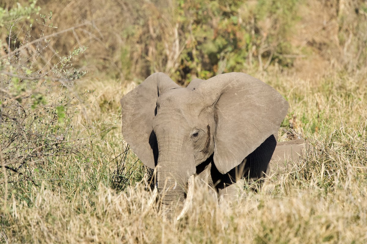 African Elephants - ML643605815