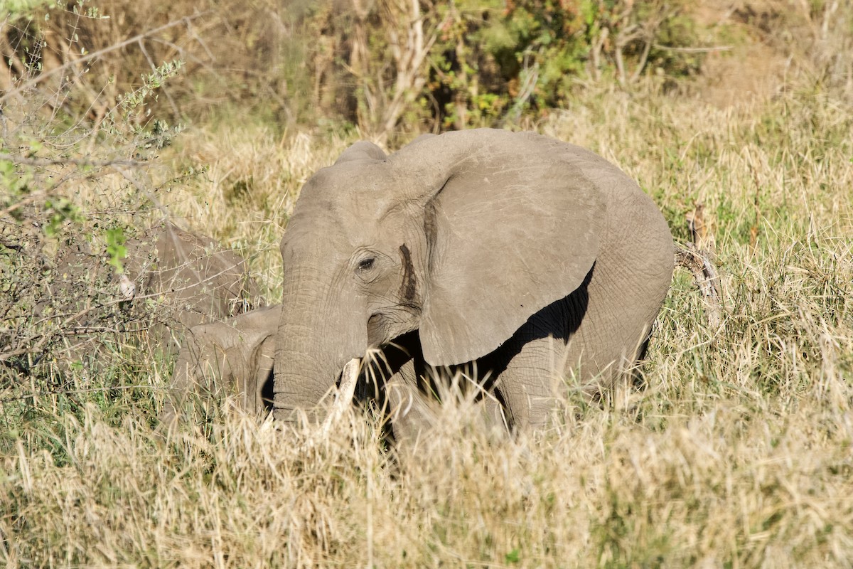 African Elephants - ML643605816