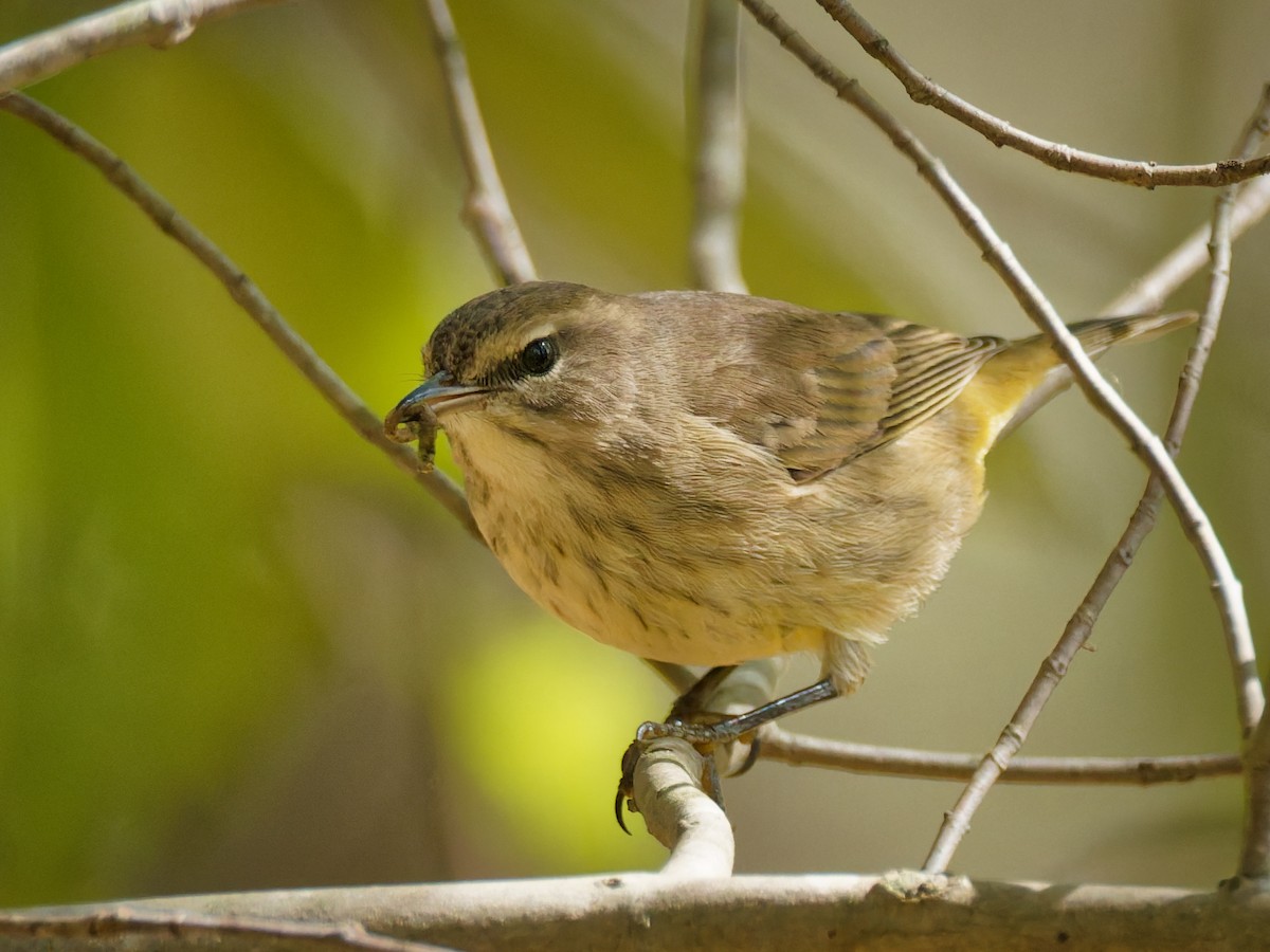 Palm Warbler - ML643605846