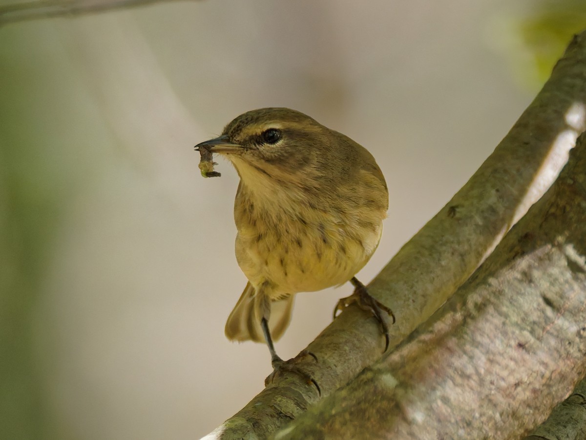 Palm Warbler - ML643605848
