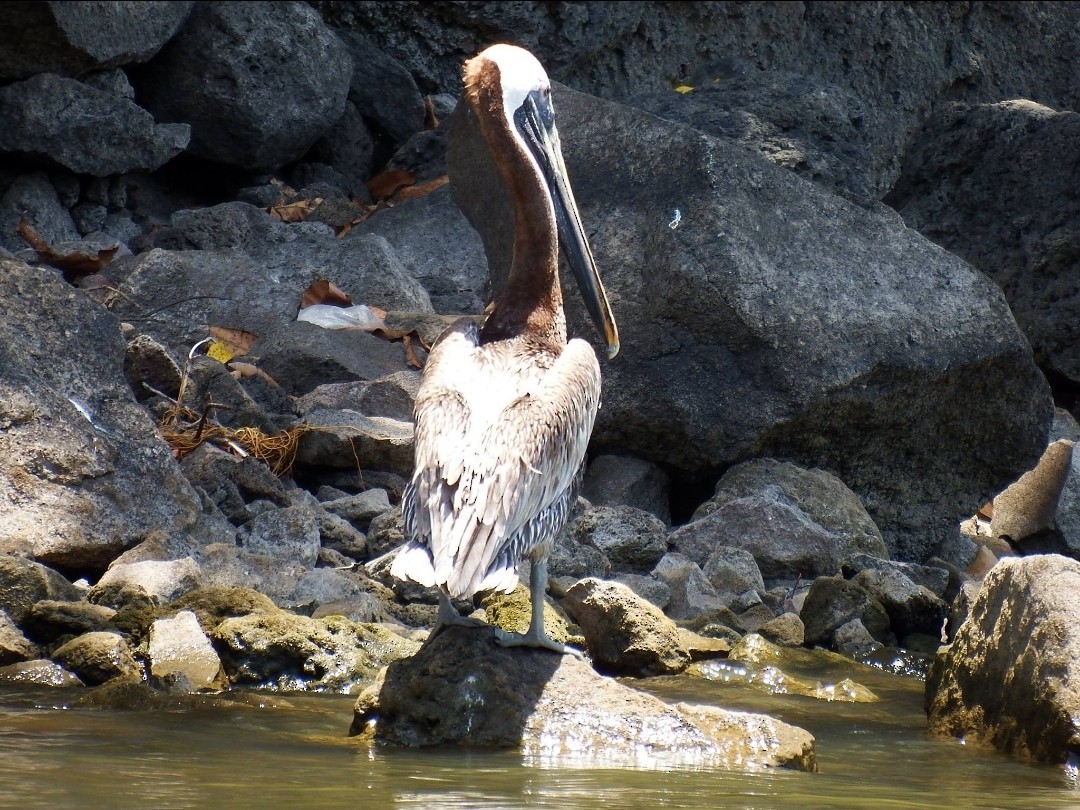 Brown Pelican - ML643605858