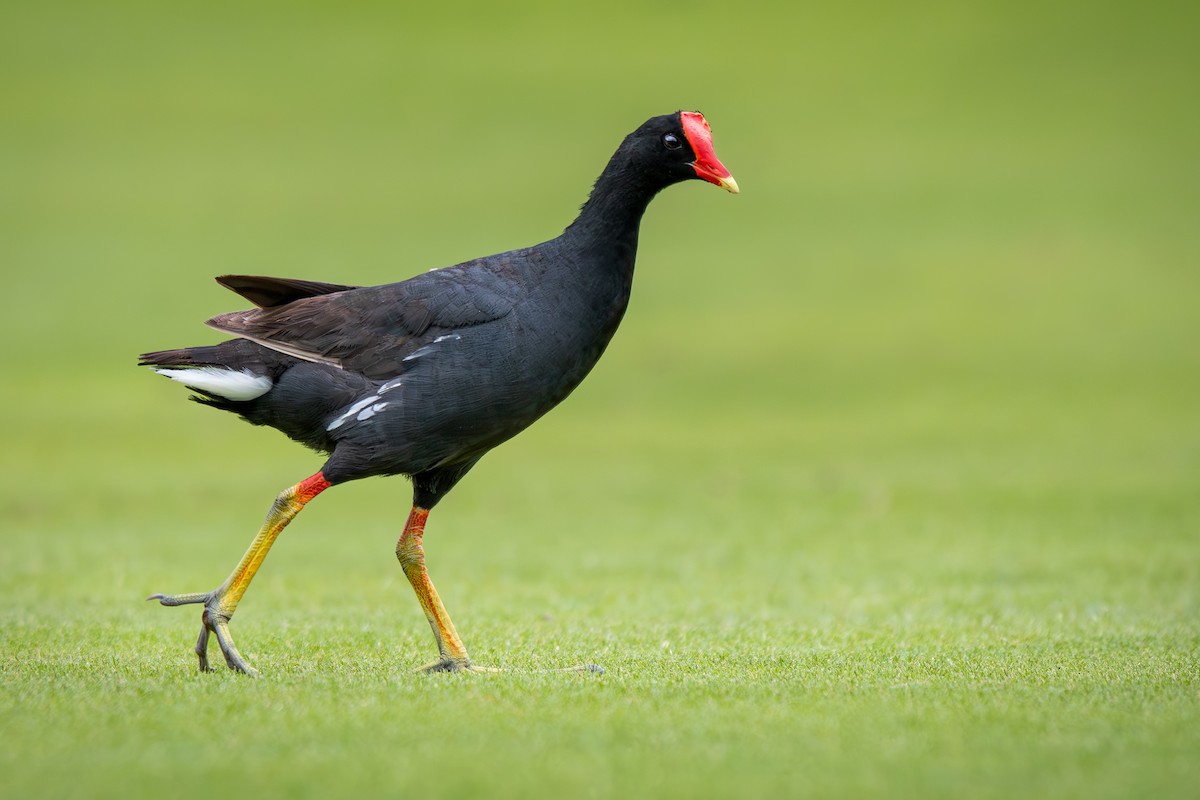 Common Gallinule (Hawaiian) - ML643605870