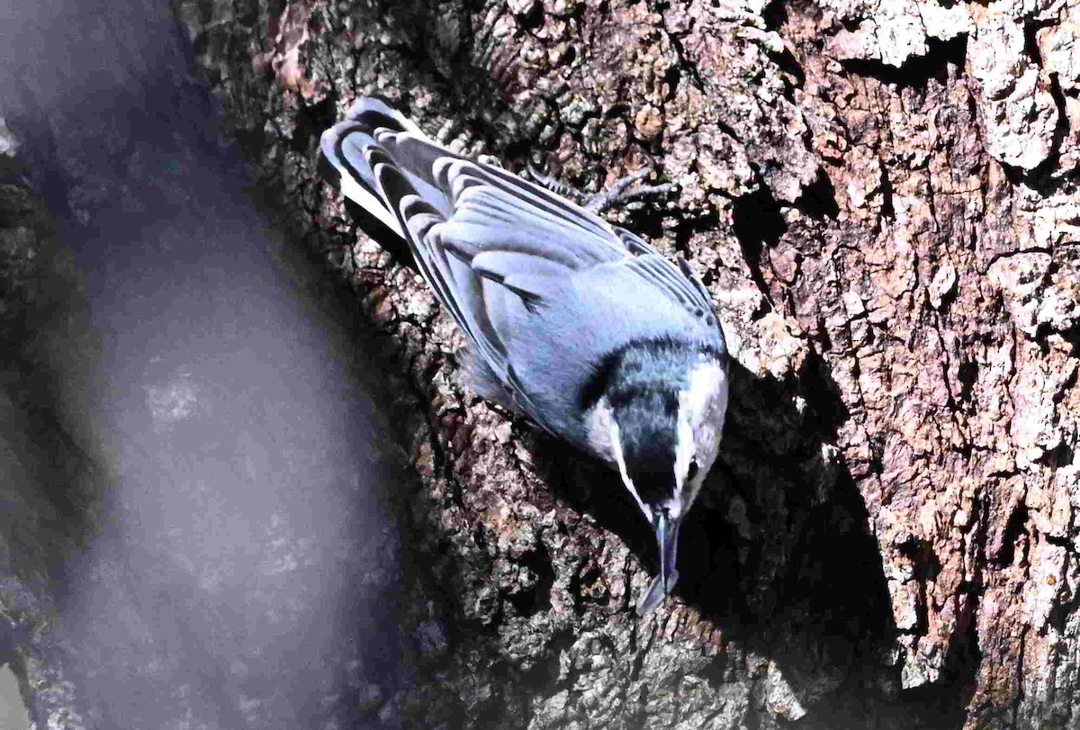White-breasted Nuthatch - ML643605901