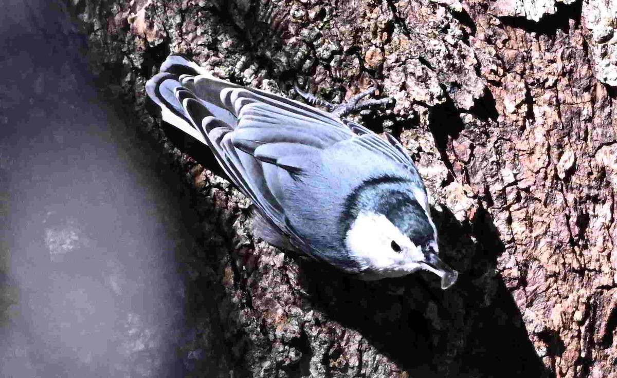 White-breasted Nuthatch - ML643605905