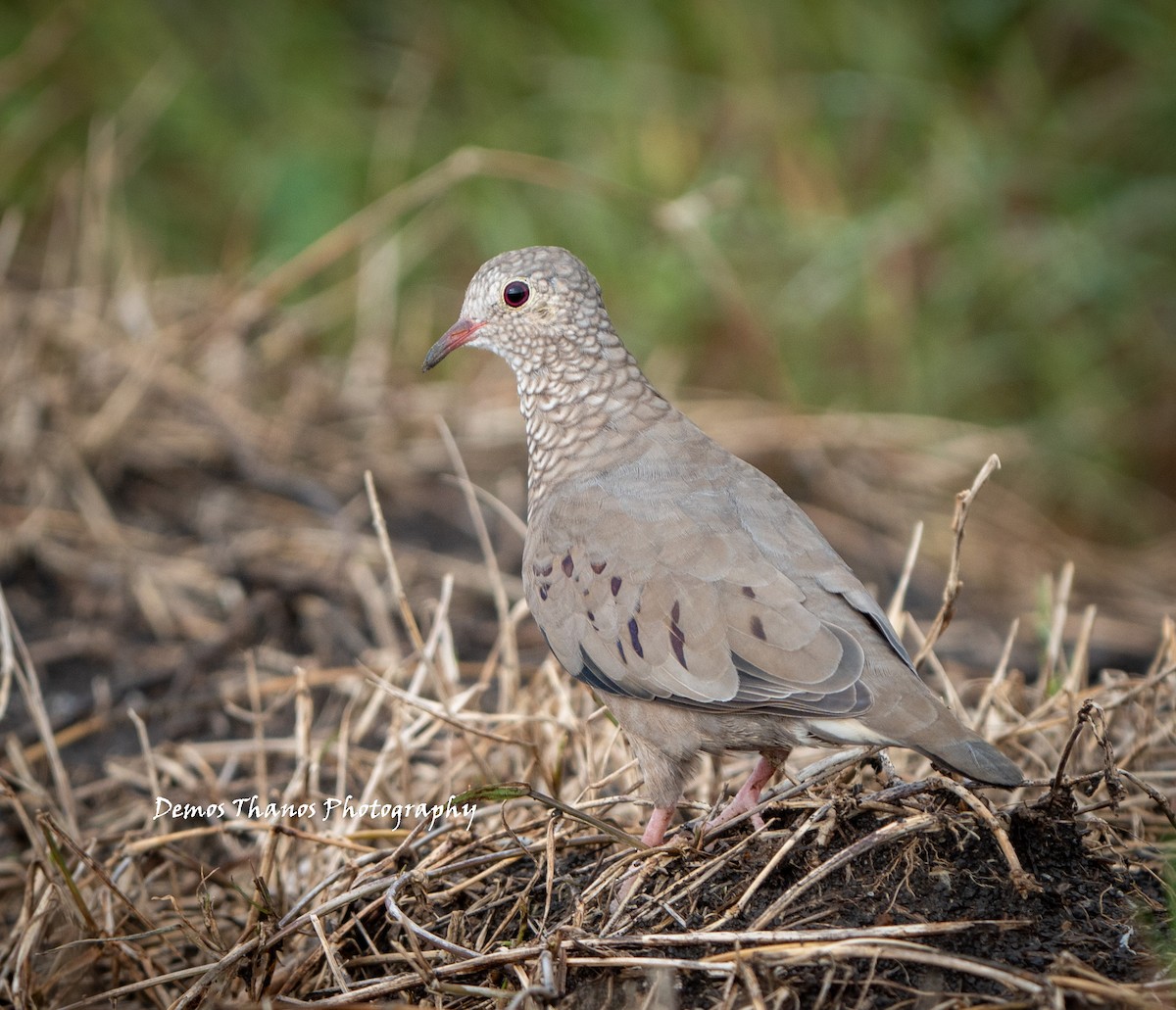 Common Ground Dove - ML643605922