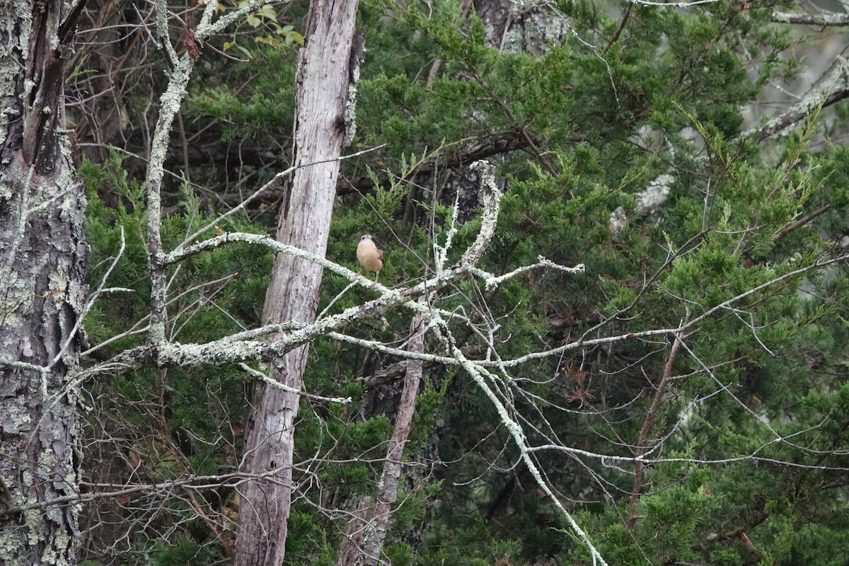 Carolina Wren - ML643605962