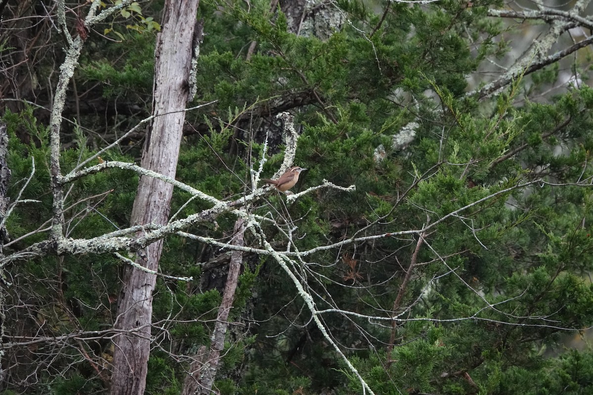 Carolina Wren - ML643605965