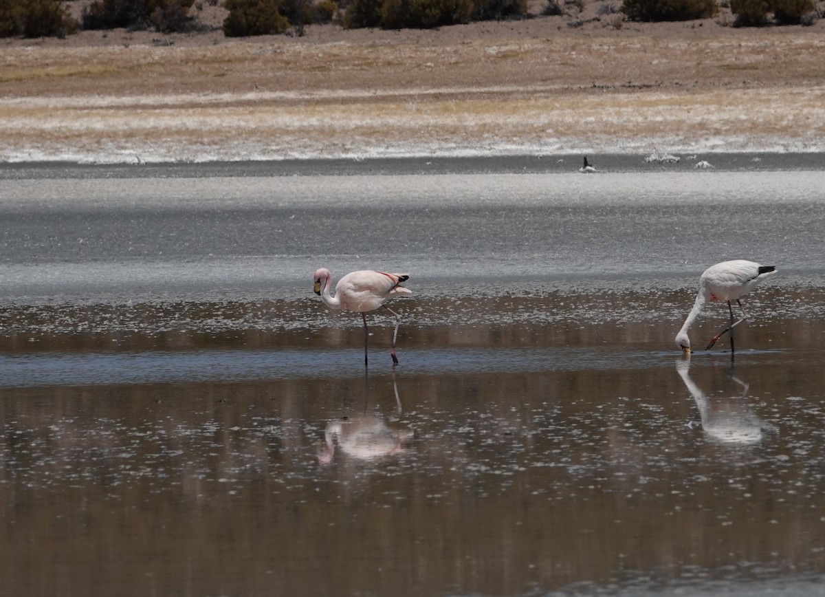 James's Flamingo - ML643605970
